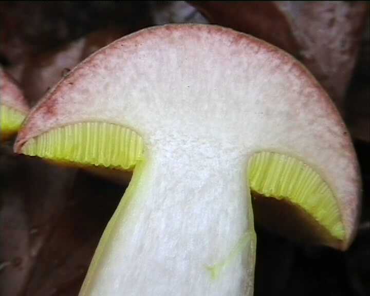 Funghi poco comuni:-  Aureoboletus gentilis